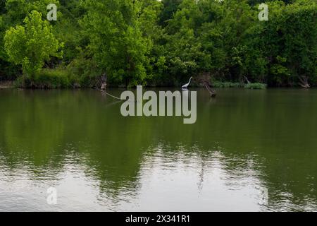 Ein ruhiges Gewässer reflektiert die grünen Bäume am Ufer, wo ein einsamer Weißer Reiher auf einem untergetauchten Baumstamm steht. Stockfoto