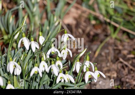 Nahaufnahme einer Biene, die im Frühjahr weiße Schneeglöckchen bestäubt Stockfoto