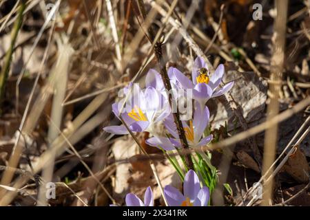 Frühlingskrokusblüten im Wald. Anfang Frühling. Symbol des Friedens und der Freude. Stockfoto