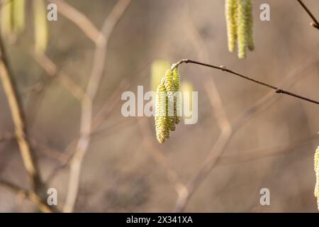 Nahaufnahme einer Haselnusskatze auf einem Baum im Frühjahr Stockfoto