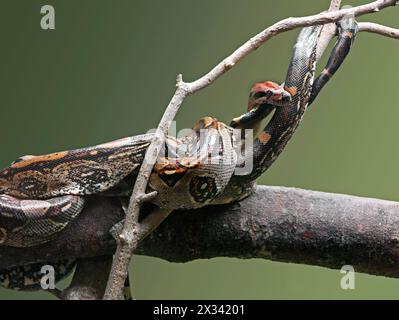 Boa Constrictor, Boidae, Serpentes, Squamata, Reptilia. Monteverde Reptilienzentrum 'Serpentario', Herpetarium in Santa Elena, Costa Rica. Stockfoto