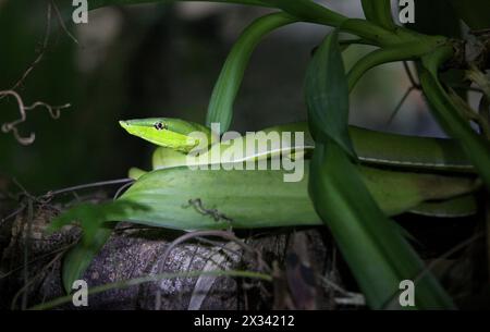 Grüne Rebe-Schlange oder Fllatbread-Schlange, Oxybelis fulgidus, Colubridae, Serpentes, Squamata, Reptilia. Monteverde, Costa Rica. Stockfoto