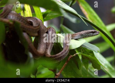 Lachsbauchrennen, Mastigodryas melanolomus, Colubridae. Monteverde, Costa Rica. Mastigodryas ist eine Gattung von kolubriden Schlangen. Stockfoto