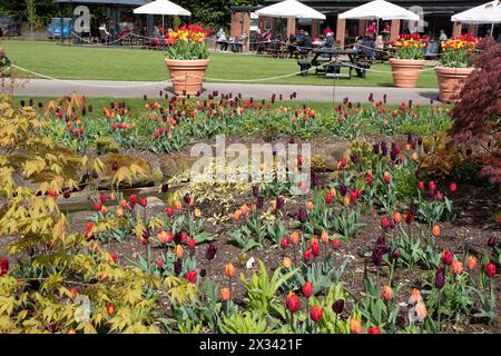 Gemischte Tulpenpflanzung beim Burnby Hall Gardens Tulip Festival Stockfoto