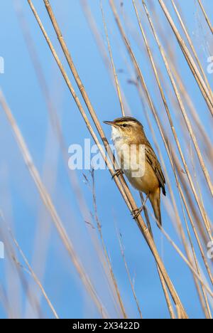 Im Frühling im Schilf thront der Seggenkraut (Acrocephalus schoenobaenus) Stockfoto