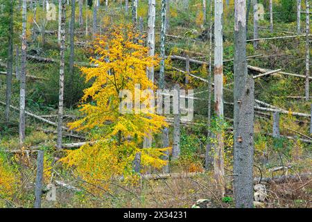 Nachwuchs von Buchen unter toten Fichtenstämmen, Waldzerstörung durch Befall mit europäischem Fichtenkäfer (IPS typographus) Stockfoto
