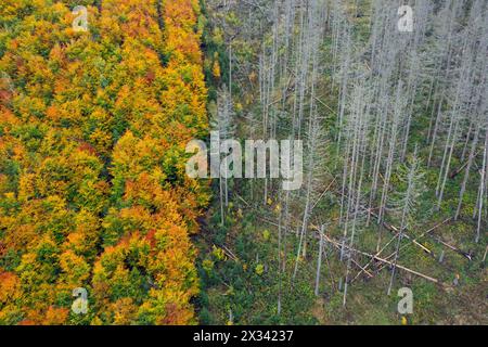 Mischwald neben totem Fichtenwald, Zerstörung durch Befall mit Europäischem Fichtenrindenkäfer (IPS typographus), Nationalpark Harz, Deutschland Stockfoto