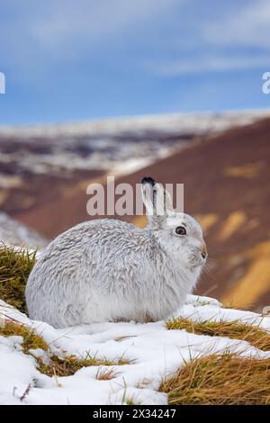 Berghase / Alpenhase / Schneehase (Lepus timidus) in weißem Winterpelage in den Hügeln im Spätwinter, Cairngorms National Park, Schottland Stockfoto