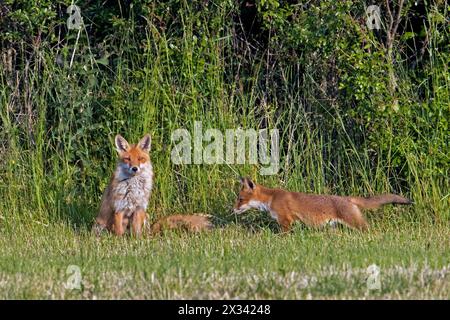 Rotfuchs (Vulpes vulpes) Weibchen / Füchse mit Jungfischsuche im Grasland / Wiese am Waldrand im Frühjahr Stockfoto
