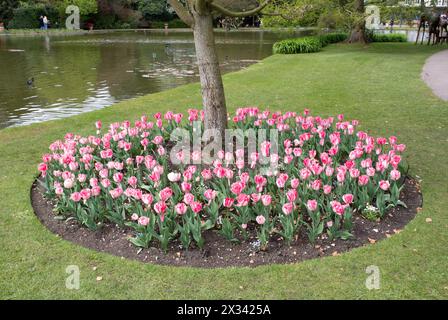 Tulip Foxtrot pflanzte während des Tulip Festivals um einen Baum in einem runden Beet in den Burnby Hall Gardens Stockfoto