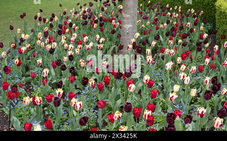 Burnby Hall Gardens Mischanpflanzung von Triumph Tulpen, Stockfoto