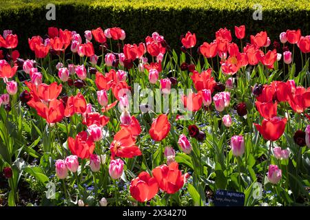 Gemischte Pflanzung von Tulpen Infinity und Pink Impression Stockfoto