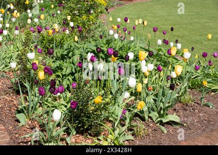 Mischpflanzung von Tulpen in Burnby Hall Gardens Stockfoto