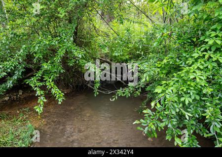 Üppig grünes Laub umgibt einen kleinen, trüben Bach mit einer sprudelnden Quelle, die teilweise von den überhängenden Ästen verborgen ist. Stockfoto