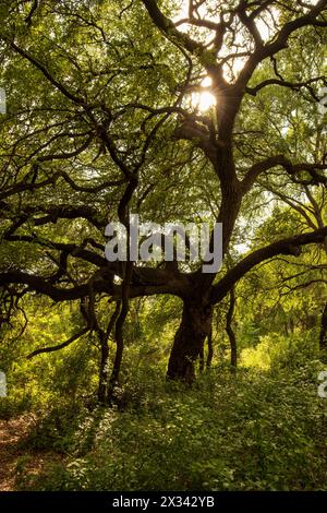 Das Sonnenlicht durchzieht das dichte Laub eines alten, verdrehten Baumes und schafft eine ruhige Atmosphäre in einem üppigen Wald. Stockfoto