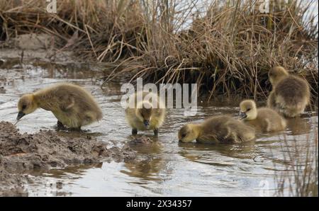 Purfleet Essex, Großbritannien. April 2024. Graylag Goose mit ihren Goslings im RSPB Rainham Marshes Nature Reserve, Purfleet, Essex - 24. April 2024. Quelle: Action Foto Sport/Alamy Live News Stockfoto