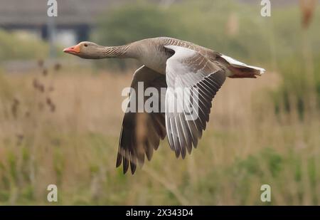 Purfleet Essex, Großbritannien. April 2024. Greylag Goose im Flug im RSPB Rainham Marshes Nature Reserve, Purfleet, Essex - 24. April 2024. Quelle: Action Foto Sport/Alamy Live News Stockfoto