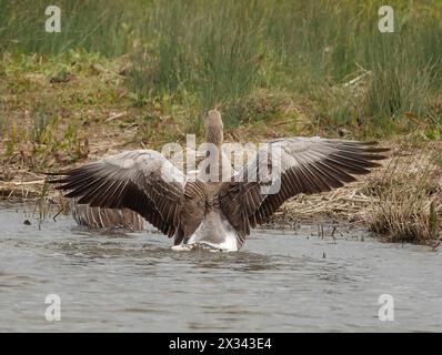 Purfleet Essex, Großbritannien. April 2024. Greylag Goose mit ihren Flügeln im RSPB Rainham Marshes Nature Reserve, Purfleet, Essex - 24. April 2024. Quelle: Action Foto Sport/Alamy Live News Stockfoto