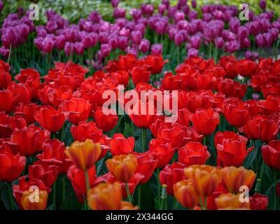 Viele blühende, bunte Tulpen Stockfoto