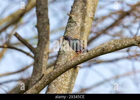 Starling Sturnus vulgaris sitzt auf Ast - die Magie der Farbe Stockfoto