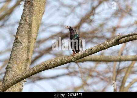 Starling Sturnus vulgaris - Liebeslied - die Magie der Farbe Stockfoto