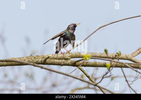 Starling Sturnus vulgaris - Sonnendusche - die Magie der Farbe Stockfoto