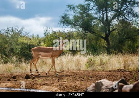 Gemeine Impala spazieren entlang des Wasserlochs im Kruger-Nationalpark, Südafrika; Specie Aepyceros melampus Familie der Bovidae Stockfoto