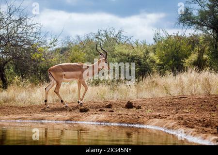 Gemeine Impala spazieren entlang des Wasserlochs im Kruger-Nationalpark, Südafrika; Specie Aepyceros melampus Familie der Bovidae Stockfoto