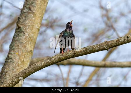 Starling Sturnus vulgaris - Liebeslied - die Magie der Farbe Stockfoto