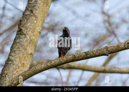 Starling Sturnus vulgaris sitzt auf Ast - die Magie der Farbe Stockfoto