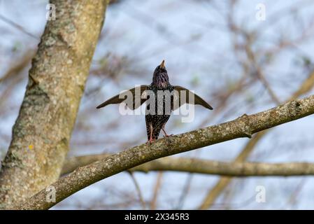 Starling Sturnus vulgaris - bereit zum Fliegen - die Magie der Farbe Stockfoto