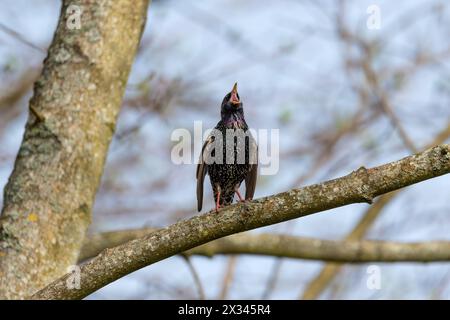 Starling Sturnus vulgaris - Liebeslied - die Magie der Farbe Stockfoto