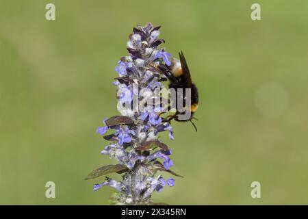 Kuckuckshummel Familie Apidae auf Blüten von Bugleweed, Gemeiner Bugleweed (Ajuga reptans). Bombus vestalis oder Bombus bohemicus. Frühling, Niederlande, April Stockfoto