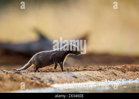 Schlanke Mungos, die am Wasserloch im Hinterlicht im Kgalagadi Transfrontier Park, Südafrika, stehen; Specie Galerella sanguinea Familie der Herpestidae Stockfoto