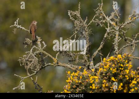 Nachtigall (Luscinia megarhynchos) auf der Gemeinen (Ulex europaeus) Westleton Heide Suffolk April 2024 Stockfoto