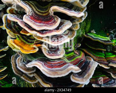 regenbogenfarbene, mehrschichtige Baumpilze Stockfoto
