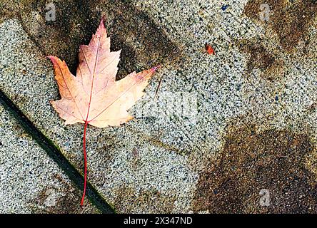Gefallene Ahornblätter im Herbst Stockfoto