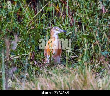 Räucherreiher (Ardeola ralloides), Agia Vavara, Zypern. Stockfoto
