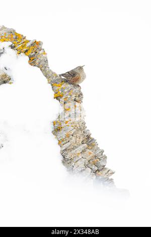 alpine accentor (Prunella collaris) auf einem Felsvorsprung eines schneebedeckten Berges. Stockfoto