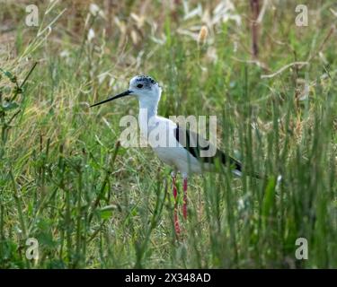 Eine einzelne Schwarzgeflügelte Stelze (Himantopus himantopus), die in einem Pool in Agia Varvara, Zypern, weht. Stockfoto