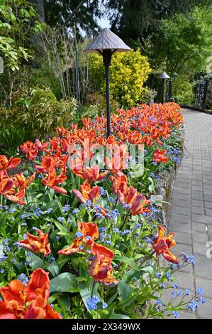 Frühlingsblumen in voller Blüte in den wunderschönen Gärten von Butchart zeigen Massenanpflanzungen von Schönheit in der Natur Stockfoto