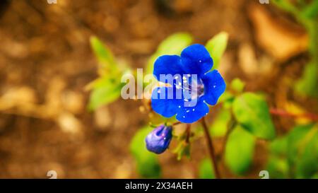 Phacelia campanularia, auch bekannt als Desertglocken, Wüstenglocken, kalifornische Blauglocken, Wüstenskorpionweed und Wüstenglocken von Canterbury. Stockfoto