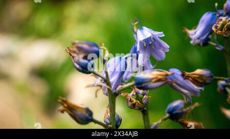 Hyacinthoides hispanica, spanische Blauglocke oder Holzhyazinthe. Lebendige Blauglockenblüten in voller Blüte. Stockfoto