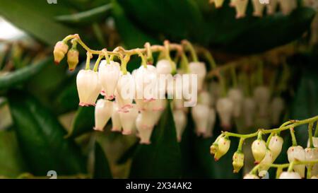 Comarostaphylis polifolia. Eine zarte Gruppe weißer glockenförmiger Blüten mit rosa Flecken vor einem Hintergrund von üppig grünem Laub Stockfoto