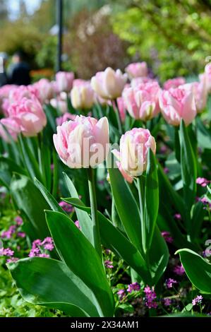 Frühlingsblumen blühen in Massenanpflanzungen in schöner Parklandschaft Stockfoto