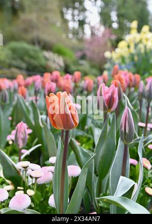 Frühlingsblumen blühen in Massenanpflanzungen in schöner Parklandschaft Stockfoto