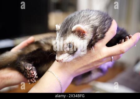 Süßes Frettchen, das auf weiblichen Händen liegt Stockfoto