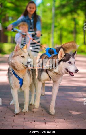 Mädchen und kleiner Junge reiten auf Rollern in einem Team von zwei Schlittenhunden, konzentrieren Sie sich auf Hunde Stockfoto