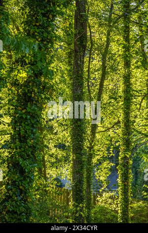 English Ivy (Hedera Helix) klettert auf Baumwoll-LKWs und beleuchtet von der Sonne im Hinterhof eines Hauses in Metro Atlanta, Georgia. (USA) Stockfoto