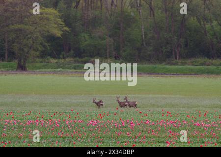 Drei Hirsche am Rande eines Tulpenfeldes Stockfoto